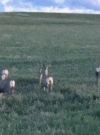 Twp Rd 53A Range Rd 222  Magrath, AB T0K 1J0