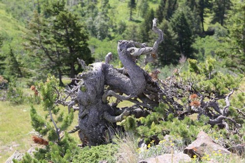 None Hwy 774, Beaver Mines, AB 