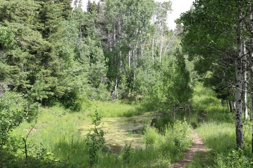 None Hwy 774, Beaver Mines, AB 