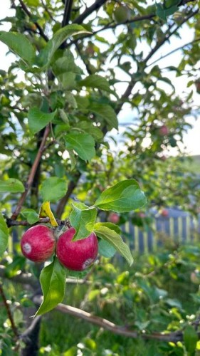 21054 A Range Road 264, Cardston, AB - Outdoor