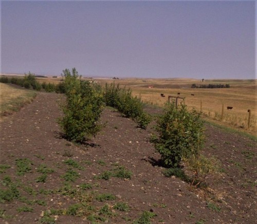 340 4Th Street North, Mountain View, AB 