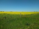 4;22;9;14; Sw,Se, Rural Lethbridge County, AB 