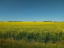 4;22;9;14; Sw,Se, Rural Lethbridge County, AB 