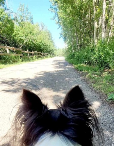 72 Owens Close, Red Deer, AB - Outdoor