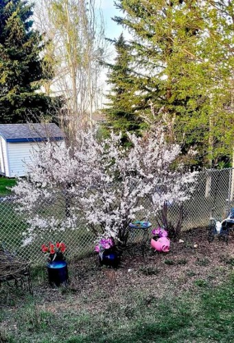 72 Owens Close, Red Deer, AB - Outdoor