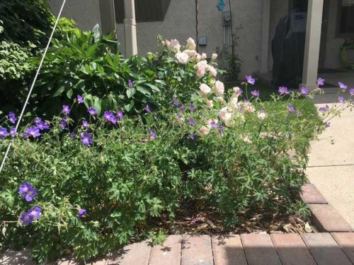 41 Simon Fraser Boulevard West, Lethbridge, AB - Outdoor