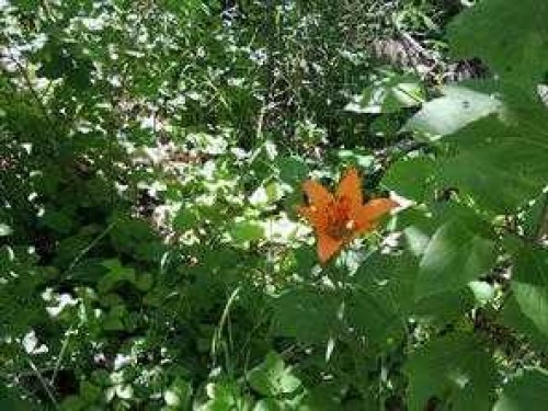 Lot #20 Wapiti River Sw-21-69-10-W6, Rural Grande Prairie No. 1, County Of, AB 