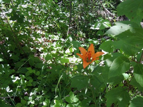 Lot 27-Wapiti River Sw-21-69-10-W6, Rural Grande Prairie No. 1, County Of, AB 