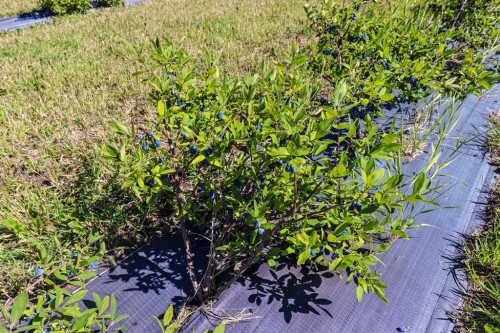 705068 82 Range, Wembley, AB 