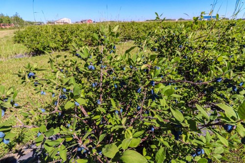 705068 82 Range, Wembley, AB 