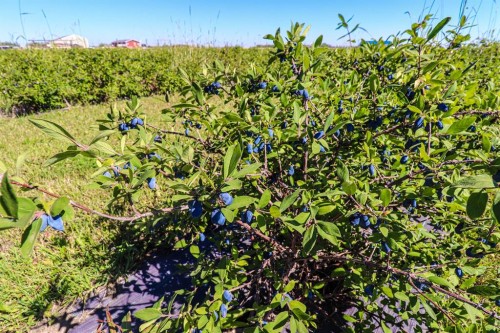 705068 Rge Rd 82, Wembley, AB 