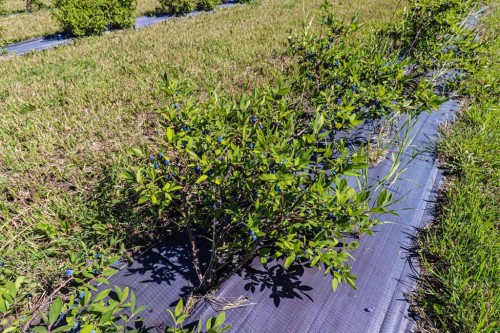 705068 Rge Rd 82, Wembley, AB 