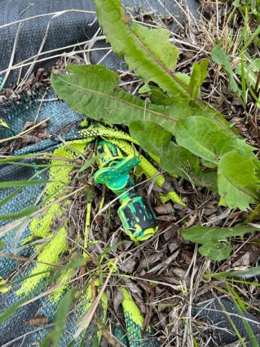 705068 Rge Rd 82, Wembley, AB 