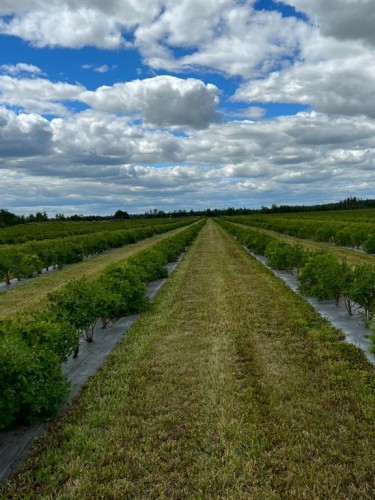 705068 Rge Rd 82, Wembley, AB 