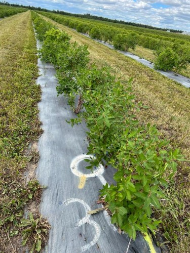 705068 Rge Rd 82, Wembley, AB 