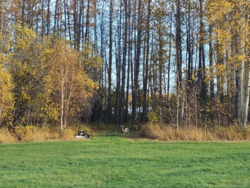 #13-70539 Rr 250, Rural Greenview No. 16, M.D. Of, AB 