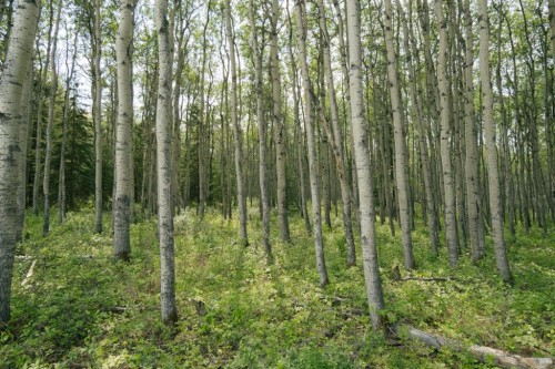 Lot 3-Range Road 84 Township Road 722, Wembley, AB 