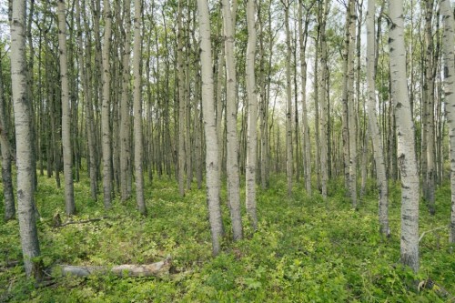 Lot 3-Range Road 84 Township Road 722, Wembley, AB 