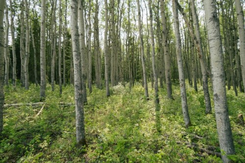 Lot 3-Range Road 84 Township Road 722, Wembley, AB 