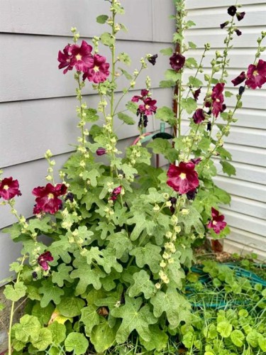 107 Central Avenue S.W., Falher, AB - Outdoor