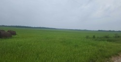 NW 10 74 15 W5 ,  Enilda, AB T0G 0W0