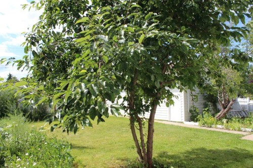 420 3Rd Street Ne, Manning, AB - Outdoor