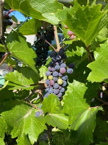 14 Smith Close Se, Medicine Hat, AB - Outdoor With Backyard