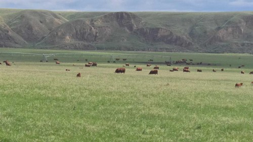 Hwy 524, Rural Taber, M.D. Of, AB 
