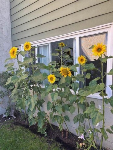 53-101 Mill Street, Hinton, AB - Outdoor