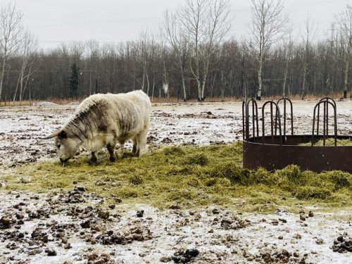 56120 Range Road 93, Mayerthorpe, AB - Outdoor