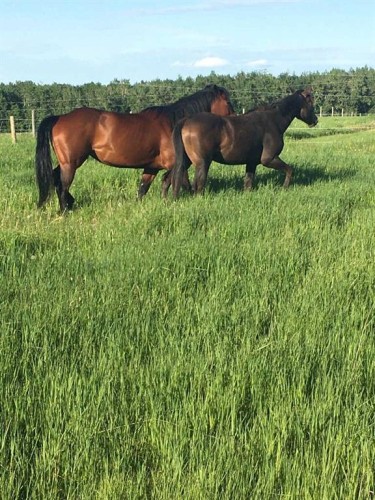 56120 Range Road 93, Mayerthorpe, AB - Outdoor With View