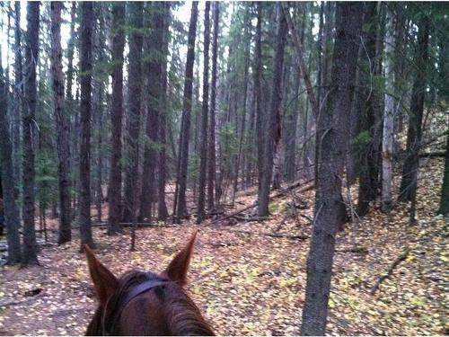 Range Road 43, Rural Mountain View County, AB - Outdoor With View