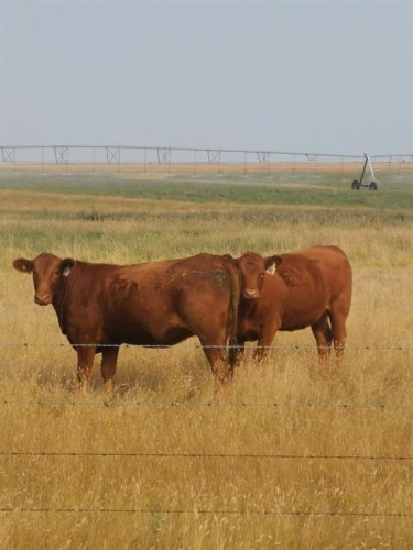 162 Hays Rd 30 N, Hays, AB - Outdoor With View
