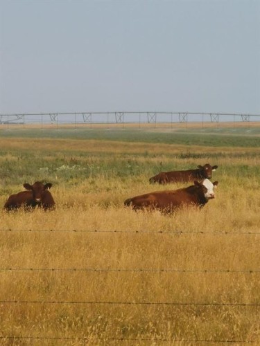 162 Hays Rd 30 N, Hays, AB - Outdoor With View