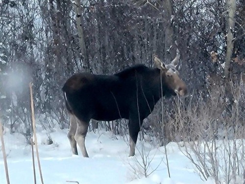 6 Cedar Crescent, Rural Wainwright No. 61, M.D. Of, AB - Outdoor