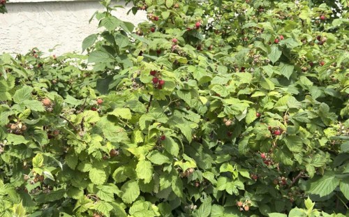 906 10 Avenue, Wainwright, AB - Outdoor