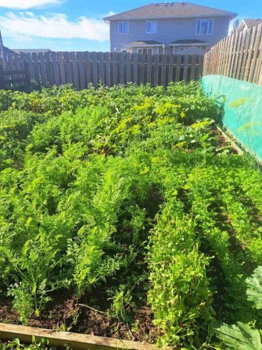 2837 12 Avenue, Wainwright, AB - Outdoor