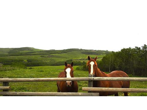 10-290254 96 Street West, Rural Foothills County, AB - Outdoor With View