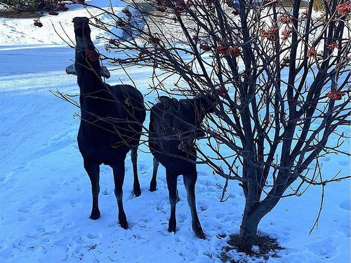 925 22 Street, Didsbury, AB - Outdoor With View