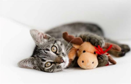 123 Airdrie Pet Store Way, Airdrie, AB 