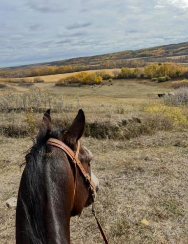 14123 Township Road 404, Rural Flagstaff County, AB - Outdoor With View