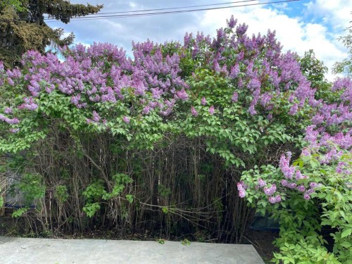 39 34 Avenue Sw, Calgary, AB - Outdoor