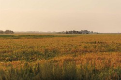 Parcel 9 Range Road 271 just south of Highway 9  Rural Rocky View County, AB T0M 1G0