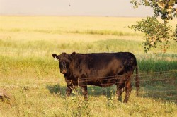 Parcel 7 Range Road 271 just south of Highway 9.  Rural Rocky View County, AB T0M 1G0