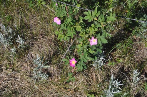 - -, Millarville, AB 