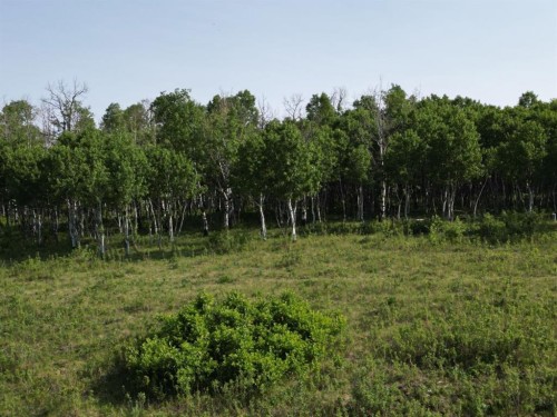 - -, Millarville, AB 