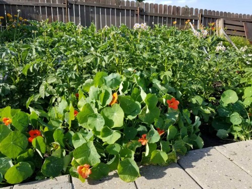 48 Thornwood Close Nw, Calgary, AB - Outdoor