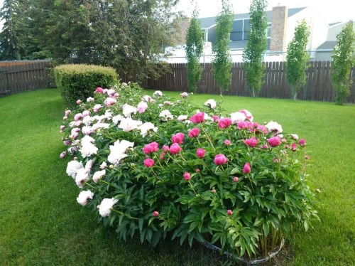 48 Thornwood Close Nw, Calgary, AB - Outdoor