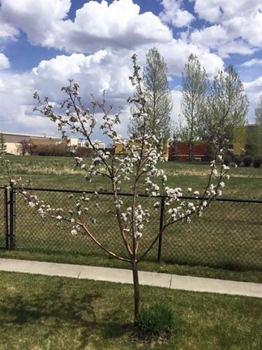 267 Silverado Plains Close Sw, Calgary, AB - Outdoor With View