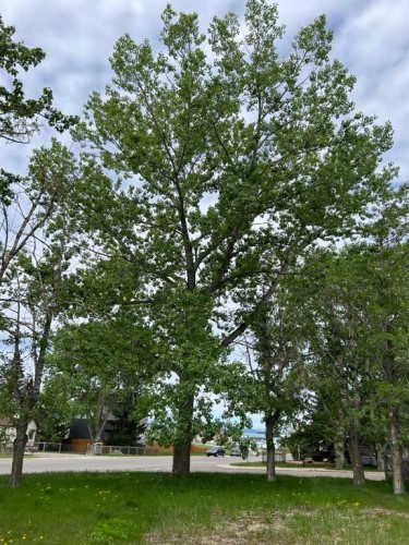 321 Twin Cities Drive, Longview, AB 